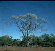 ACACIA