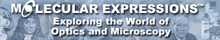 Molecular Expression Logo