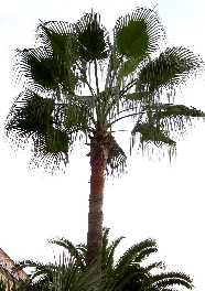 Palm tree