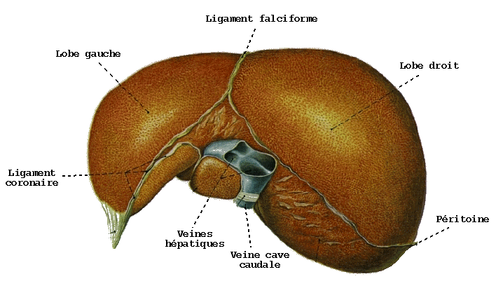 Anatomie de mon foie – AFEF