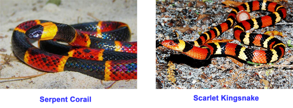 coral vs scarlet snakes