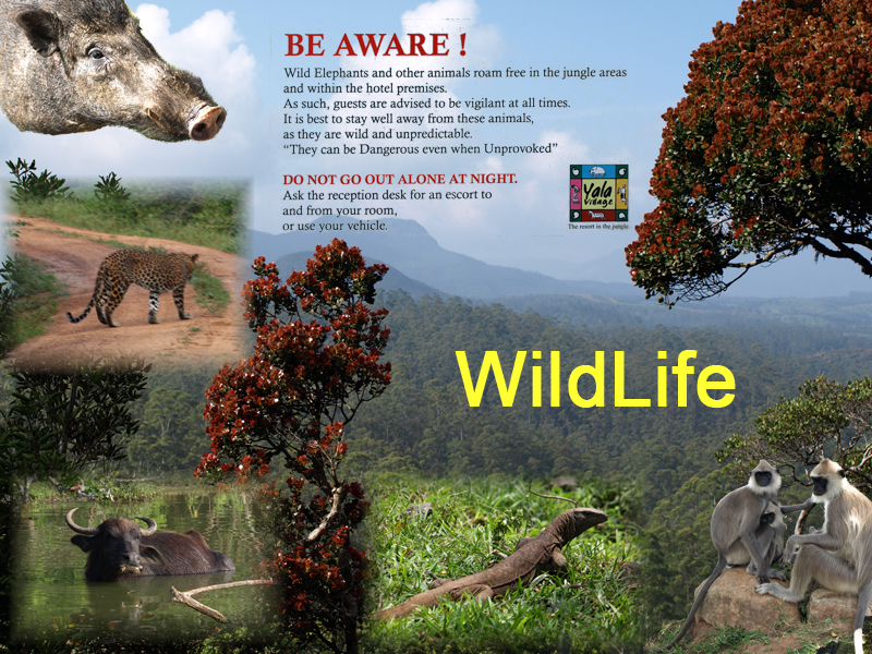 srilanka-wildlife