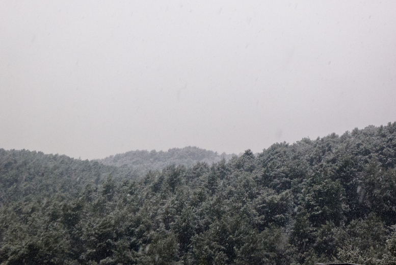 SnowySophia