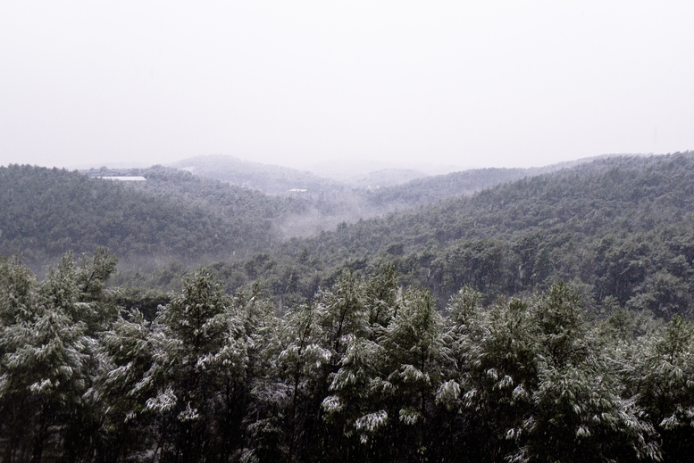 SnowySophia
