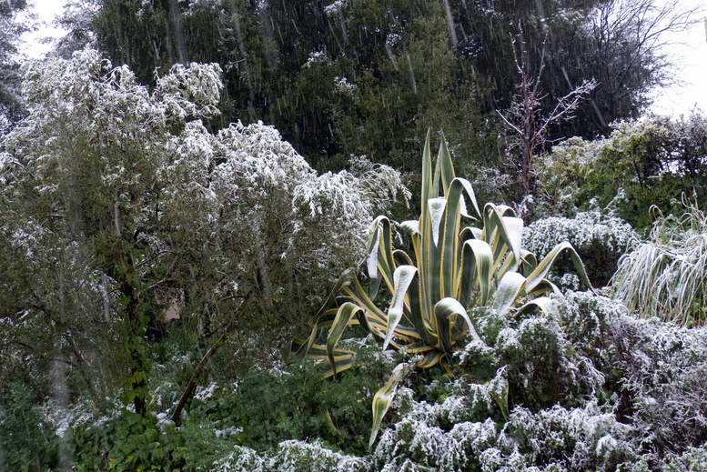 SnowySophia