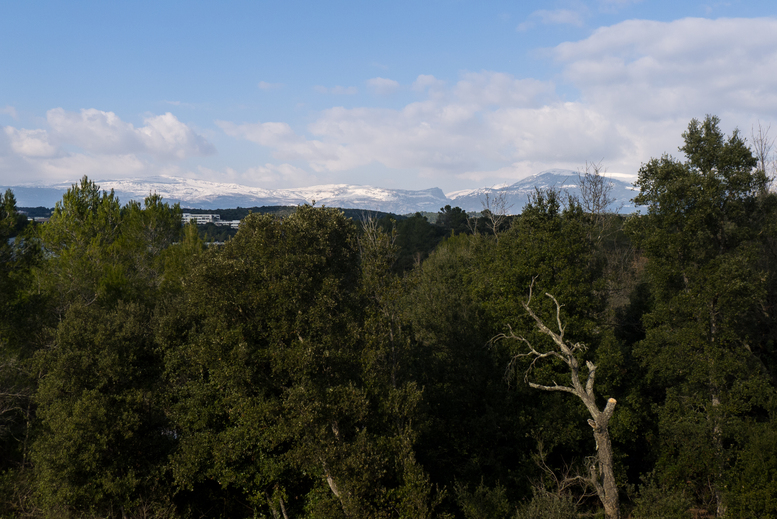 SnowySophia