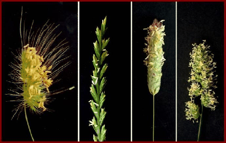 \includegraphics[width=10cm]{photo_poaceae1.eps2}