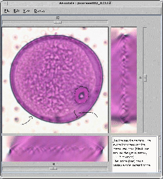 \includegraphics[width=7cm]{annotate_poaceae.eps2}