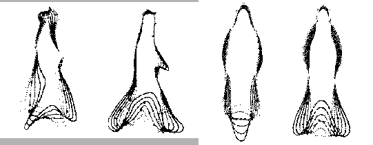 \includegraphics[width=12cm]{images/img_hogg_model.eps}