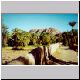 Palm's garden from Zagora