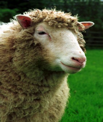 Dolly