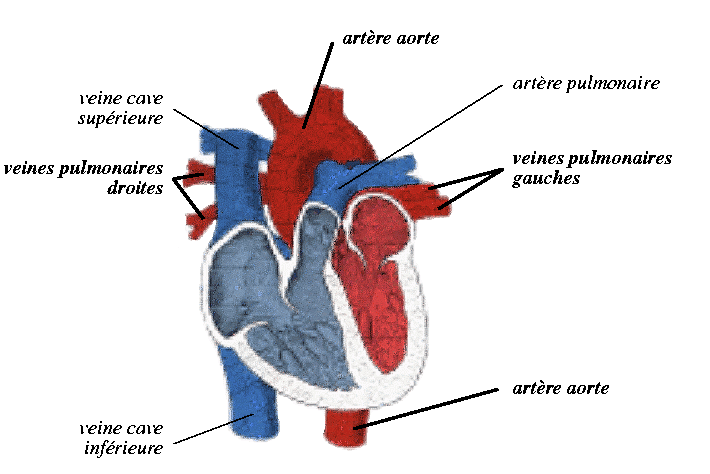 Schema des arteres et des veines