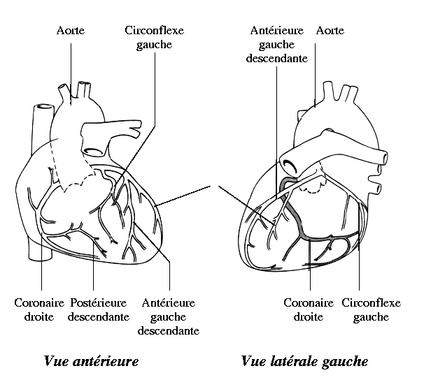 Schema arteres coeur